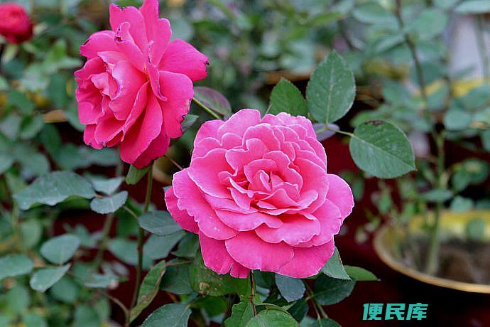 月季花资料详细介绍（详述月季花的相关信息）
