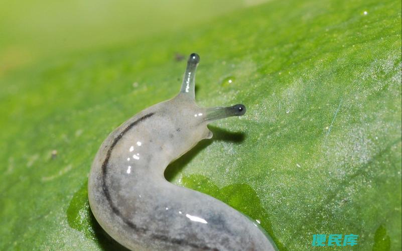 鼻涕虫的天敌是什么（探寻鼻涕虫的天敌种类）