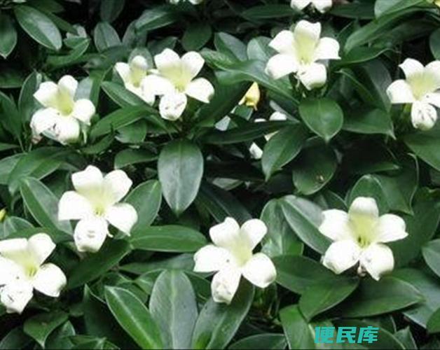 非洲茉莉怎么养才开花（非洲茉莉的养护方法和开花技巧）