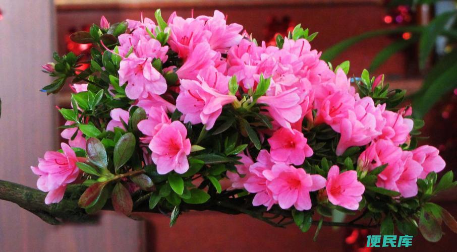 贵州百里杜鹃几月开花（贵州百里杜鹃的开花季节探究）