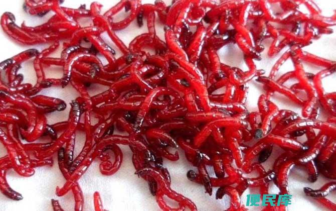 鲫鱼尾巴上有红线虫能食用吗（鲫鱼尾巴上红线虫的食用安全性）
