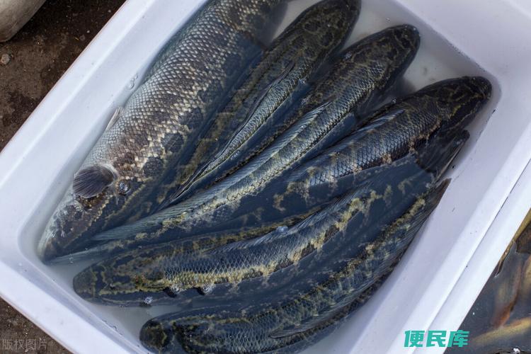 黑鱼用自来水养会死吗（黑鱼养殖的水质要求和适宜环境）