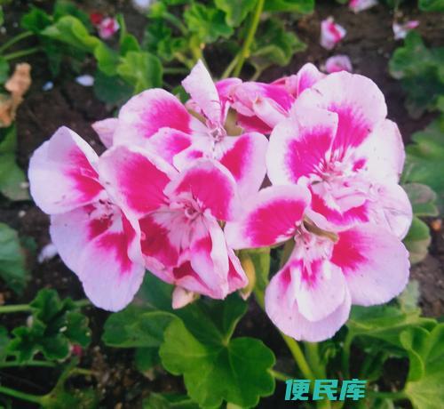 天竺葵适合浅盆还是深盆 (天竺葵用深盆还是浅盆)