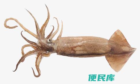 鱿鱼有寄生虫吗（鱿鱼寄生虫感染和防范措施）