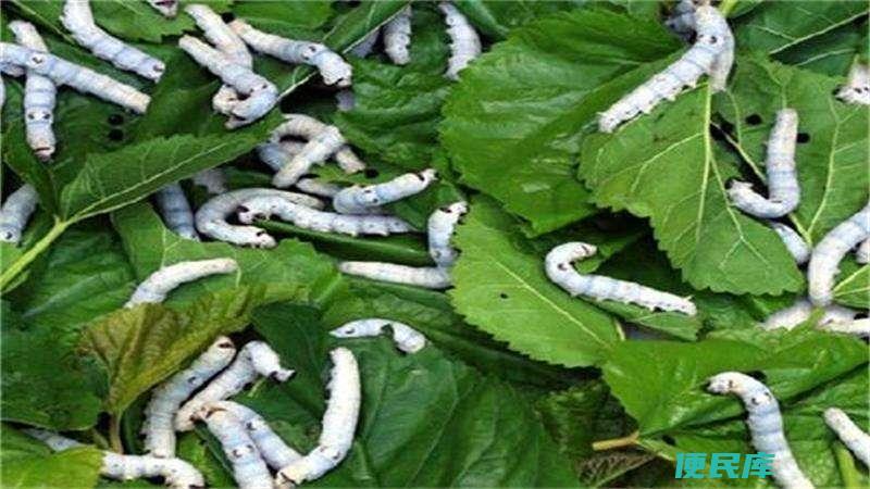 蚕一年可以养几季（蚕的全年饲养季节分析）