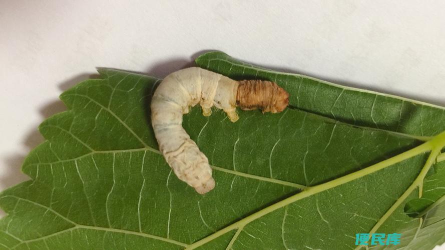 蚕会蜕皮吗（蚕的蜕皮现象及特点介绍）