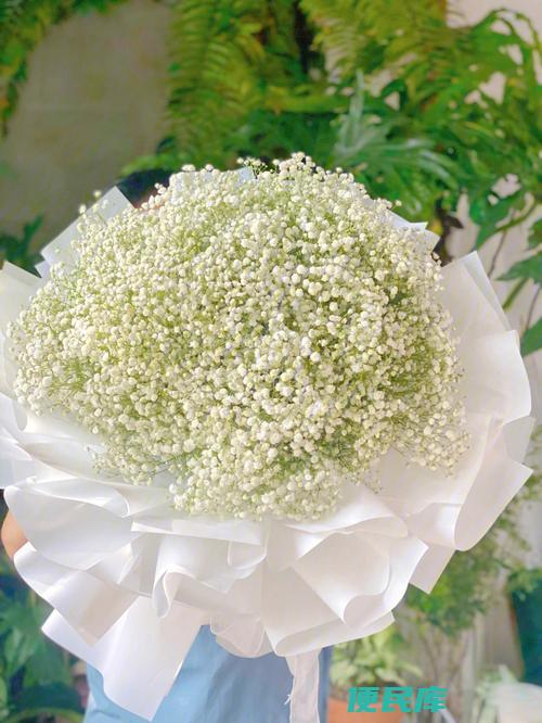 白色满天星的花语与寓意（白色满天星的象征意义与寓意解析）