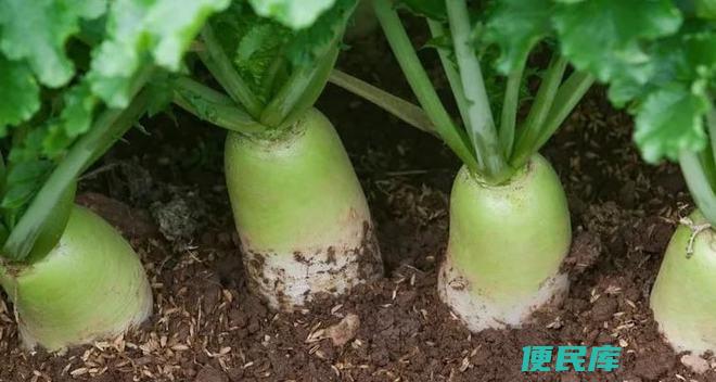 萝卜属于根还是茎（萝卜的植物结构分类）