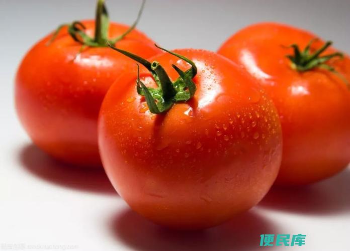 西红柿发芽时间揭秘（西红柿几天出苗发芽）