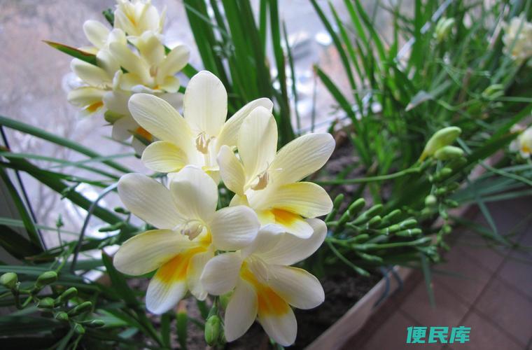 香雪兰不挖种球（不需要挖取香雪兰的种球）