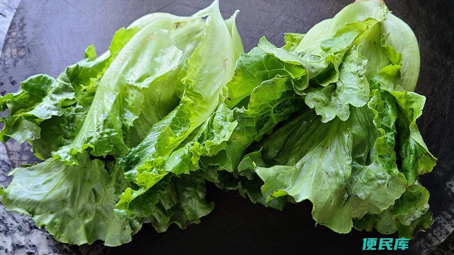 夏季可否种植生菜 (生菜夏天可以种吗)