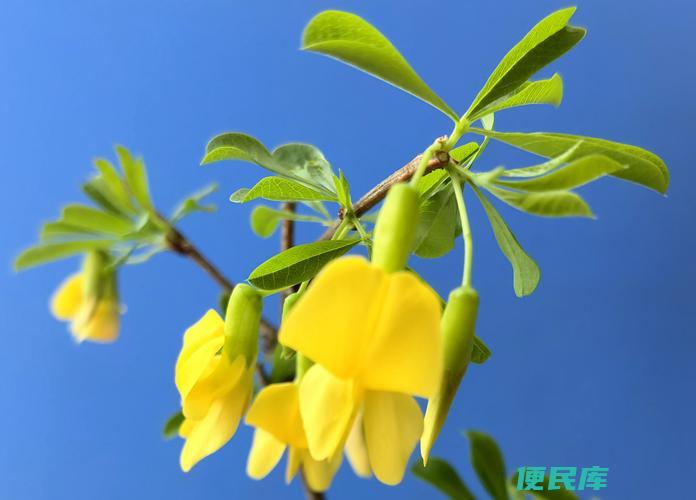 金雀花有毒吗（金雀花植物的毒性评估和注意事项）