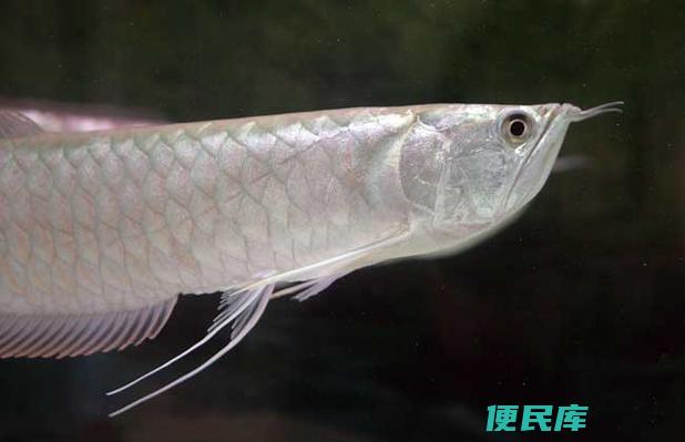 银龙鱼竖起来怎么急救（银龙鱼患病紧急处理方法）