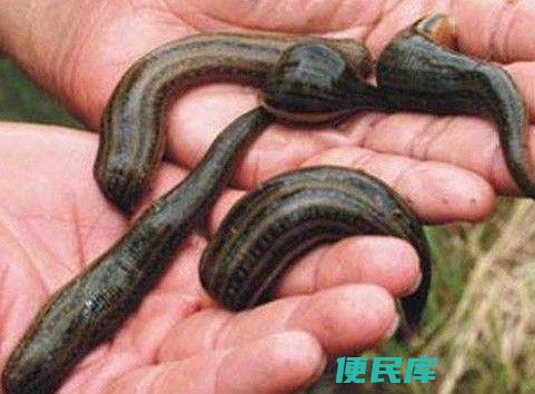 蚂蝗吃什么东西长大（蚂蝗的食物来源和生长过程揭秘）