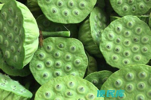莲蓬成熟季节（莲蓬果实的成熟时期）