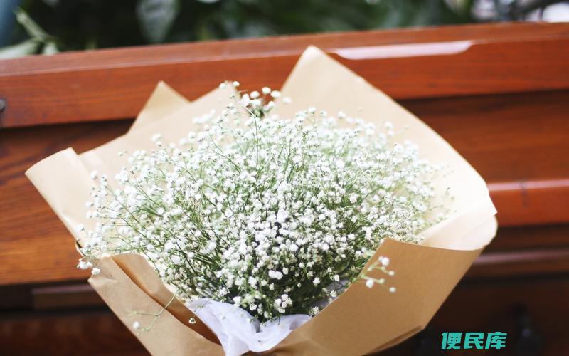 揭秘满天星种子的发芽时间 (满天星种子多久发芽)