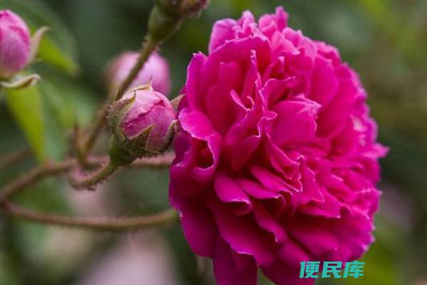 蔷薇的寓意和象征风水（解读蔷薇在风水中的象征意义）