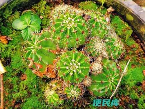 打造理想的仙人球角落 (仙人球放在家里什么地方比较好)