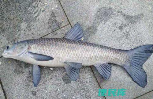 青鱼属于哪种鱼类（青鱼分类及相关信息解读）