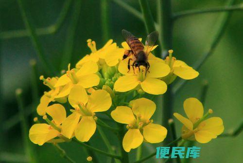蜜蜂辨认方向的能力源自何方（蜜蜂方向感的来源解析）