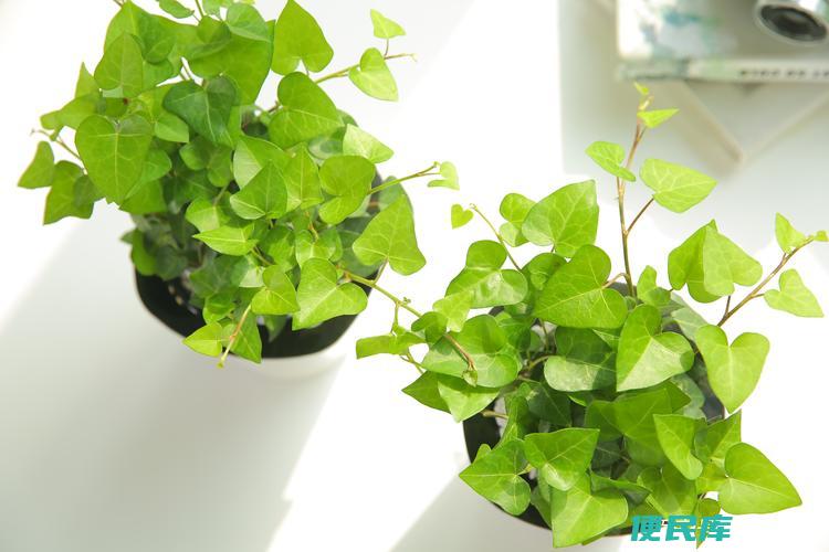 家庭种常春藤的风水说法（家中种植常春藤的风水讲究）