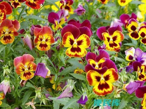蝴蝶花开花时间（蝴蝶花几点开始开花）