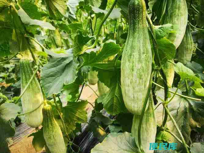 羊角蜜种植时间（什么时候种植羊角蜜）