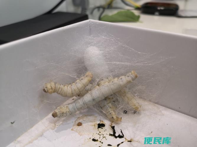 <font color='#ff7200'>蚕成茧后多久可以出来（蚕茧破茧成蛾的时间周期和变态过程）</font>