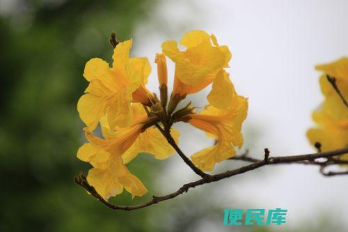黄花风铃木的花语（黄花风铃木的花语与寓意）