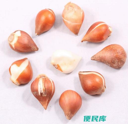 郁金香种子种植方法（详解郁金香种子的种植步骤和方法）