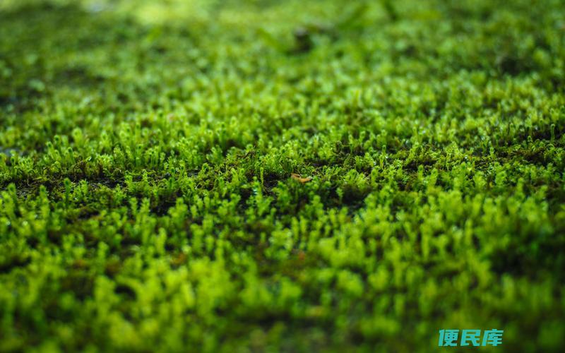 苔藓植物的繁殖方式（苔藓植物常见的繁殖方法）
