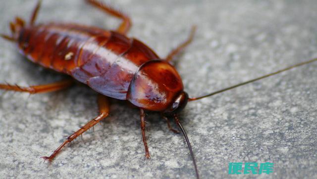 螳螂是不是昆虫（探究螳螂的昆虫身份）
