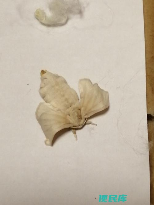蚕变成蛾子后吃什么（蛾子阶段的饮食习性及食物选择）