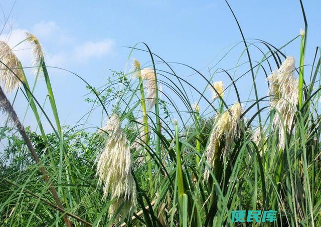 芦芽是什么植物（芦芽的植物分类和特征）