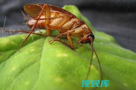 蟑螂是否具备药用价值（探讨蟑螂是否可用于药用）