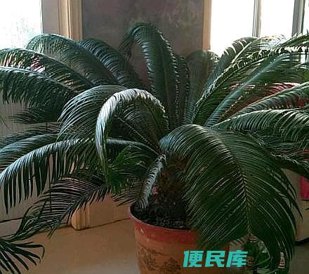 铁树的最佳施肥方法（用什么东西给铁树施肥比较好）