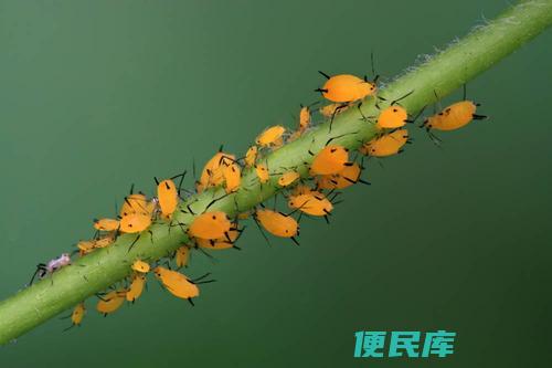 自制蚜虫杀虫剂（蚜虫杀虫的自制方法与配方）
