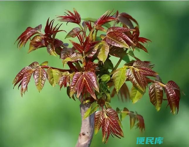 香椿树什么样（香椿树叶片厚实且呈现鲜绿色）