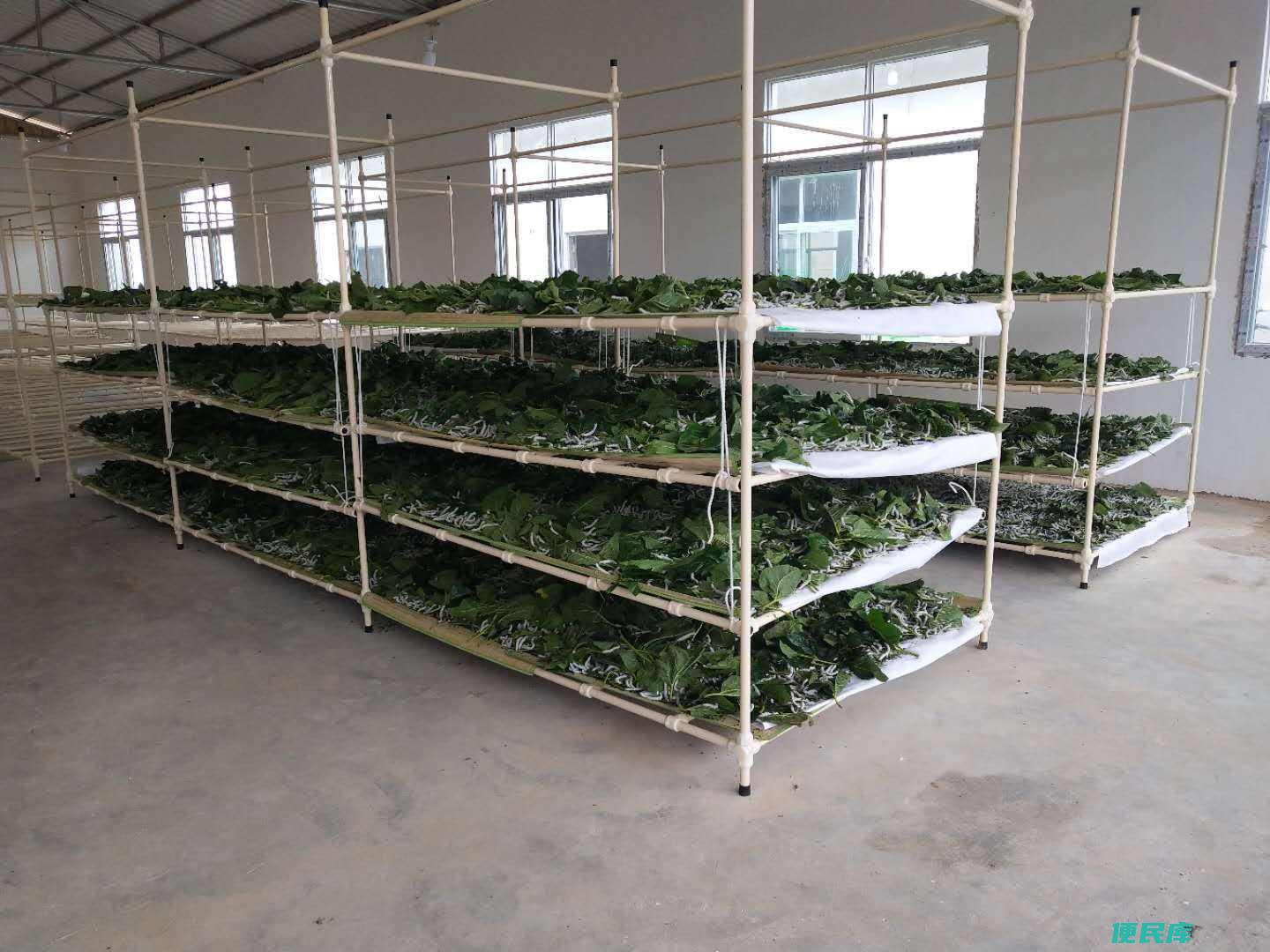 蚕的养殖方法（蚕的合理饲养方法和技巧）