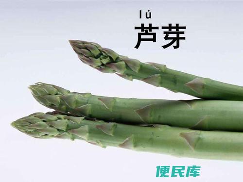 芦芽的意思是什么（芦芽的生物学定义与意义）