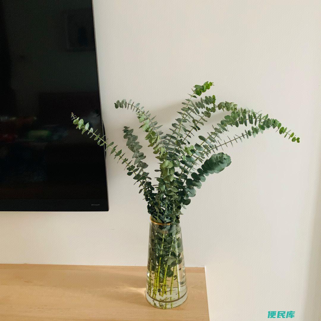 尤加利放家里的风水（了解在家中放置尤加利的风水讲究）