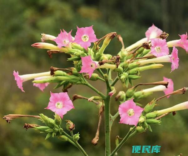 烟草花长什么样子（详述烟草花的植物形态和外观特征）