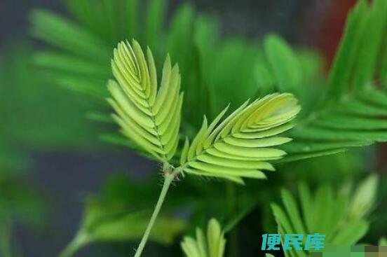 含羞草是喜阴还是<font color='#ff7200'>喜阳</font>（探讨含羞草对光照的喜好程度）