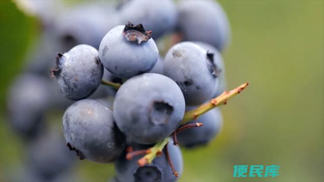 蓝莓什么时候种植最好（选择蓝莓的最佳种植时间）