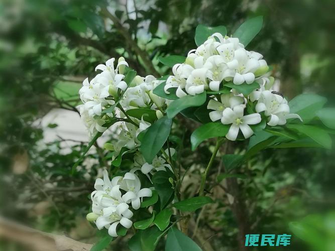 家中养九里香的吉凶（了解家居养九里香的吉利与不利因素）