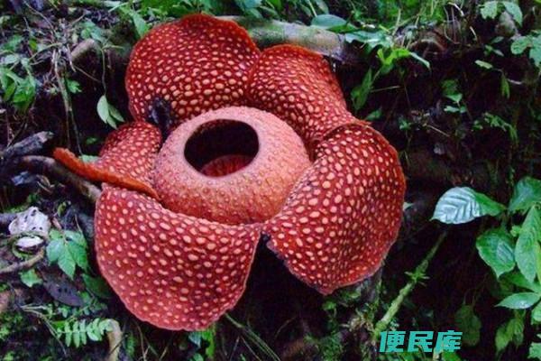食人花与捕蝇草（食人花和捕蝇草是同一种植物吗）