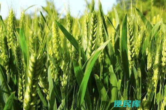 春小麦什么时候播种（揭秘春小麦的最佳播种时间）