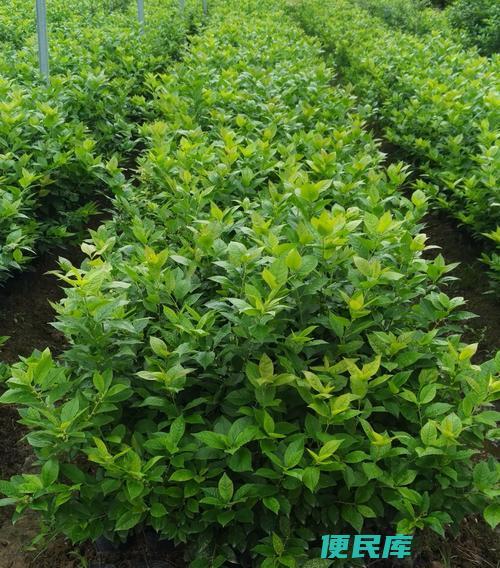 门口不宜种植冬青的原因（解释为何门口不适宜种植冬青）