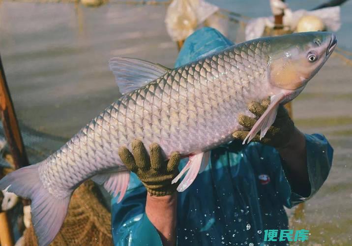 脆肉皖鱼是怎么养出来的（解析脆肉皖鱼的养殖方法和养成技巧）