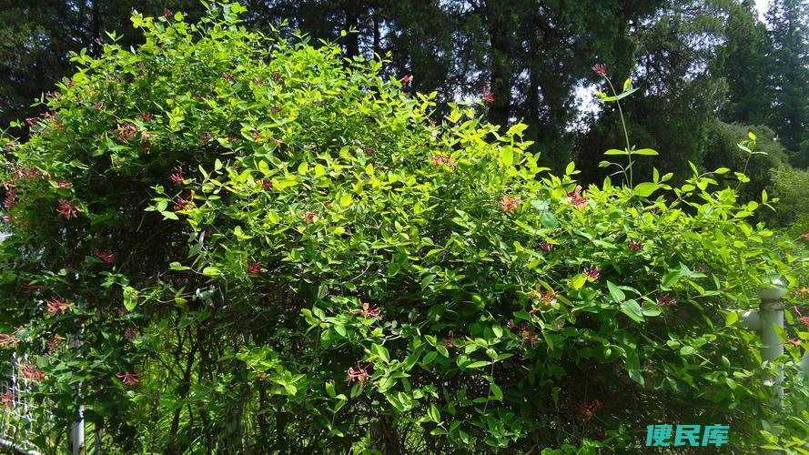 木本植物与草本植物的差异（比较木本植物和草本植物的特点和差异）